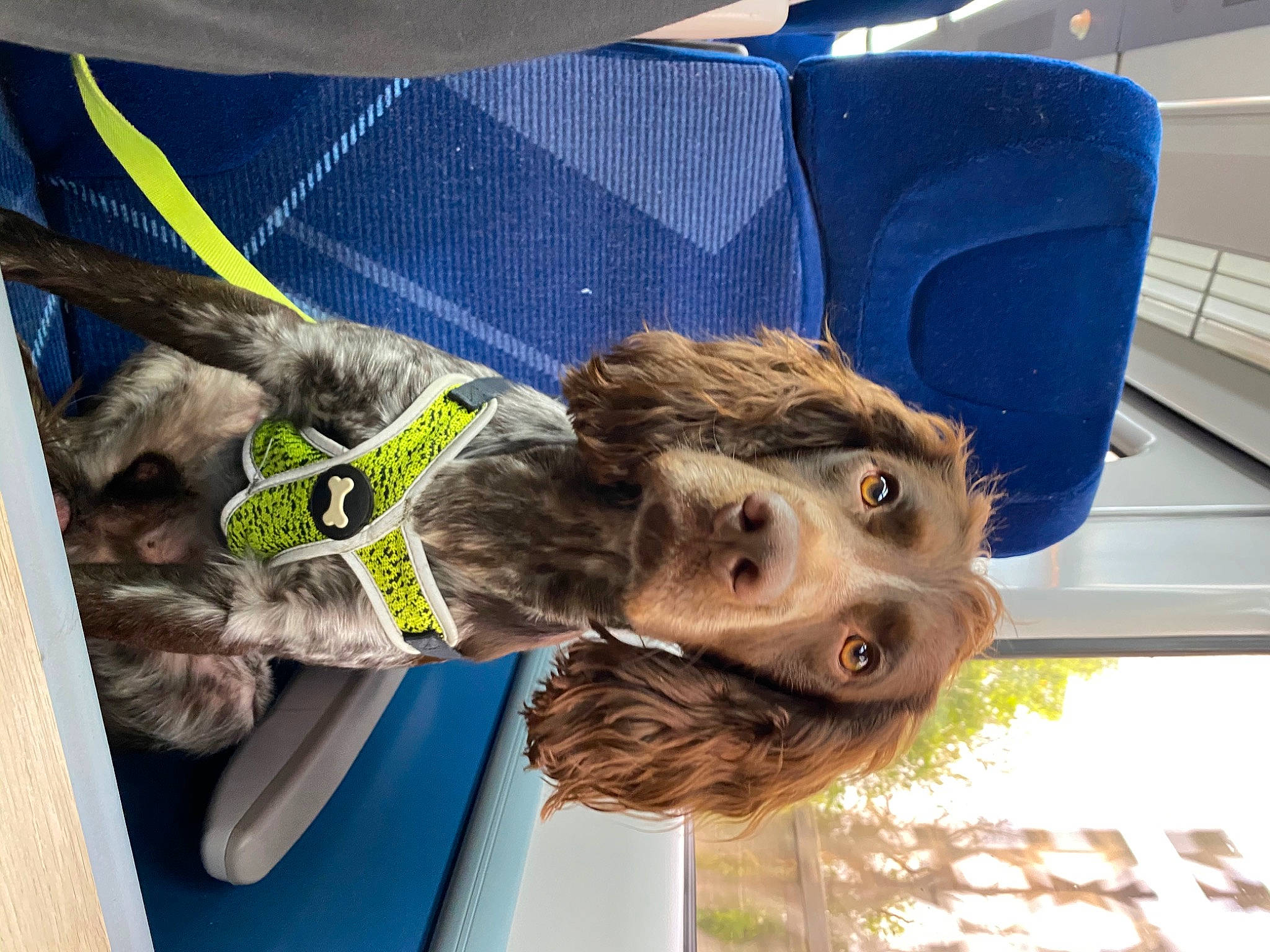 Parker joined the competition — help win amazing prizes! canidae, carnivore, chair, collar, companion_dog, dog, dog_breed, dog_collar, family_car, fawn, fur, gesture, hat, liver, snout, sporting_group, vehicle, vehicle_door, window, working_animal