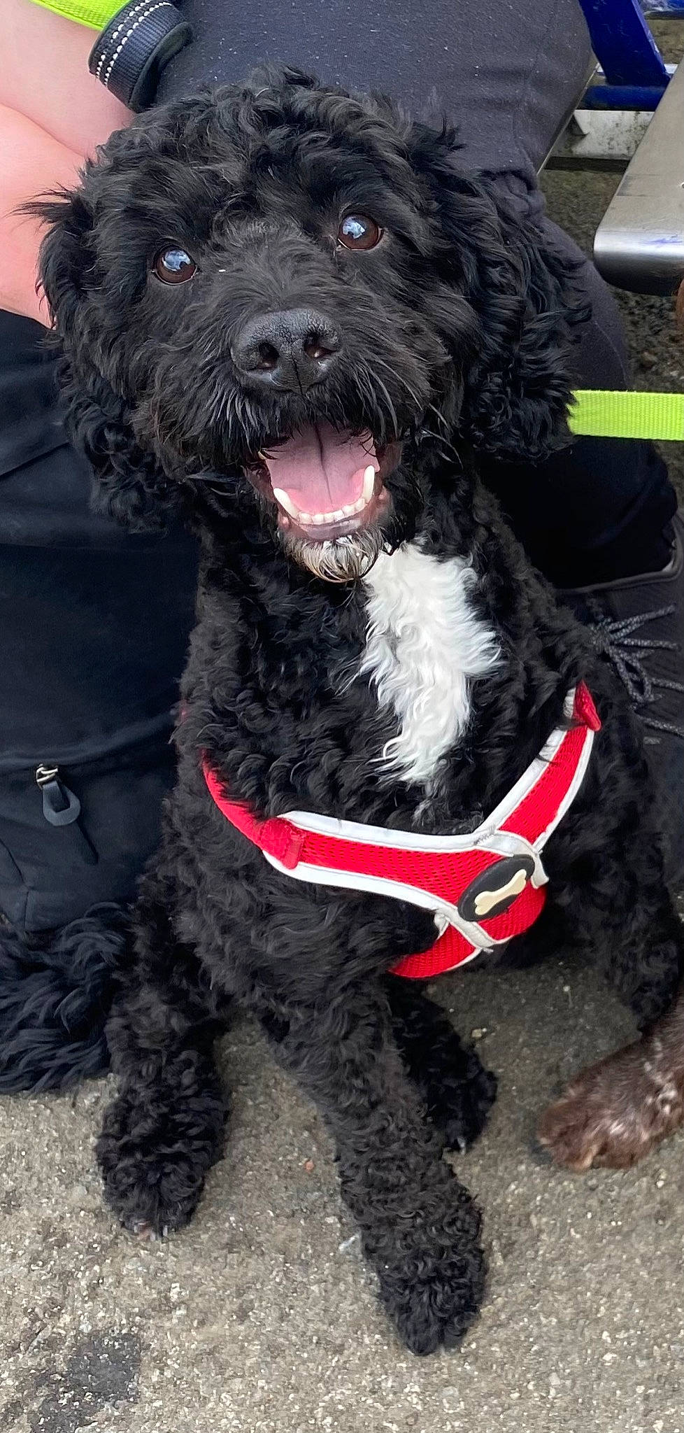 Milo is registered to the contest to win money with this photo: canidae, carnivore, collar, companion_dog, dog, dog_breed, dog_collar, dog_supply, fang, fashion_accessory, foot, fur, leash, mammal, pet_supply, snout, sporting_group, vertebrate, water_dog, working_animal