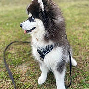 Aïko participe au concours pour gagner de l'argent avec cette photo : animal, black_and_white, blue_eye, canine, cute, dog, fluffy, fur, grass, harness, husky, leash, outdoors, park, pet, portrait, puppy, siberian_husky, sitting, tongue