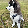 dog, puppy, husky, siberian_husky, black_and_white, fluffy, blue_eye, tongue, sitting, outdoors, grass, park, harness, leash, pet, canine, portrait, animal, fur, cute