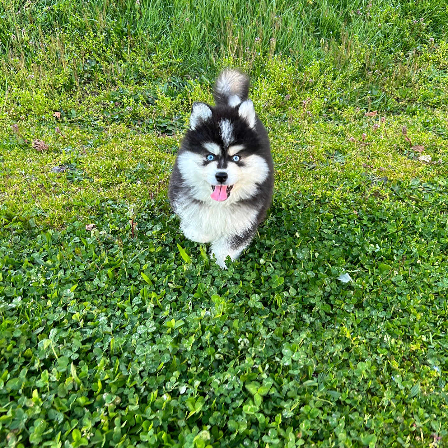 Aïko participe au concours pour gagner de l'argent avec cette photo : black_and_white, blue_eyes, canine, clover, cute, dog, fluffy, front_view, fur, garden, grass, husky, nature, outdoors, pet, portrait, puppy, standing, tail, tongue_out