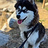 Aïko participe au concours pour gagner de l'argent avec cette photo : black_and_white, blue_eyes, canine, collar, dog, fluffy, happy, husky, leash, nature, outdoors, pet, portrait, rocks, siberian_husky, sitting, sunlight, tongue_out, trees, wooden_fence