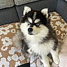 Aïko participe au concours pour gagner de l'argent avec cette photo : black_and_white, blue_eyes, cap, couch, cushion, cute, dog, ears, fluffy, furry, home, husky, indoors, patterned_fabric, pet, portrait, puppy, sitting, sofa, toy