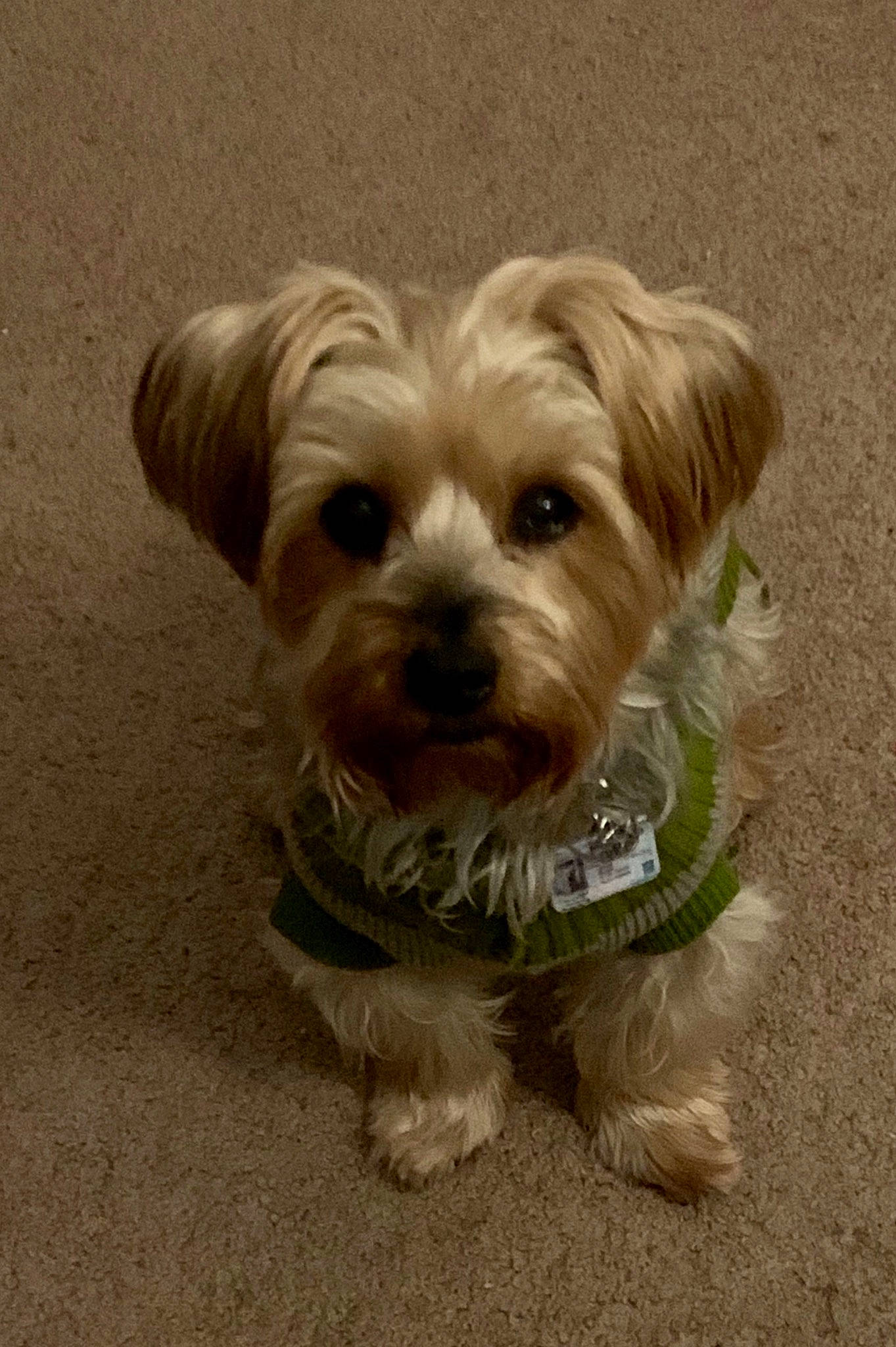 Mr. Bojangles joined the competition — help win amazing prizes! canidae, carnivore, collar, companion_dog, dog, dog_breed, dog_clothes, dog_collar, dog_supply, fawn, maltepoo, mammal, pet_supply, puppy, small_terrier, snout, sporting_group, terrier, toy_dog, working_animal