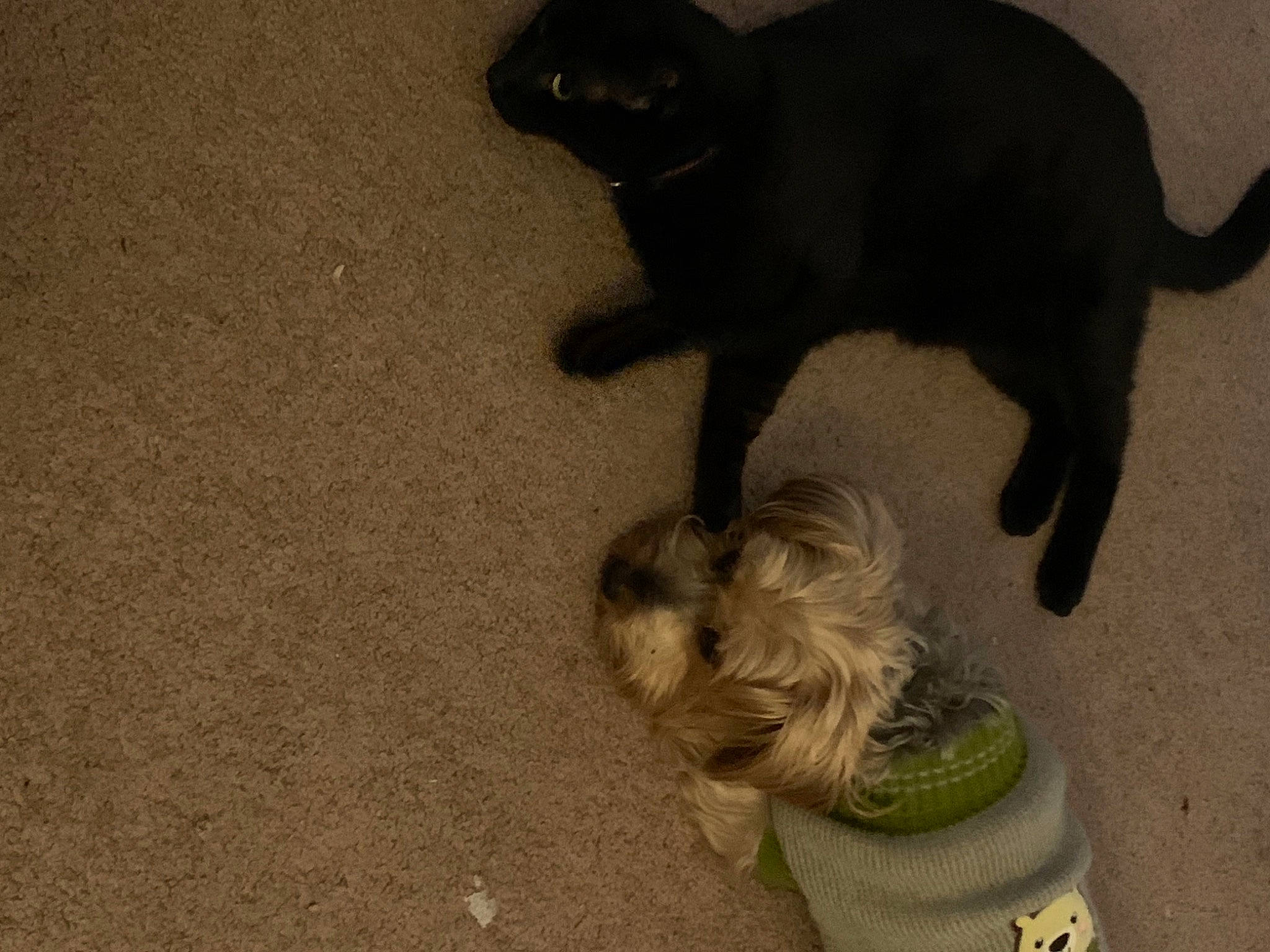 Mr. Bojangles is registered to the contest to win money with this photo: black_cat, bombay, canidae, carnivore, cat, companion_dog, dog, dog_breed, dog_supply, felidae, fur, organism, shadow, small_to_medium_sized_cats, snout, tail, terrestrial_animal, toy_dog, vertebrate, working_animal