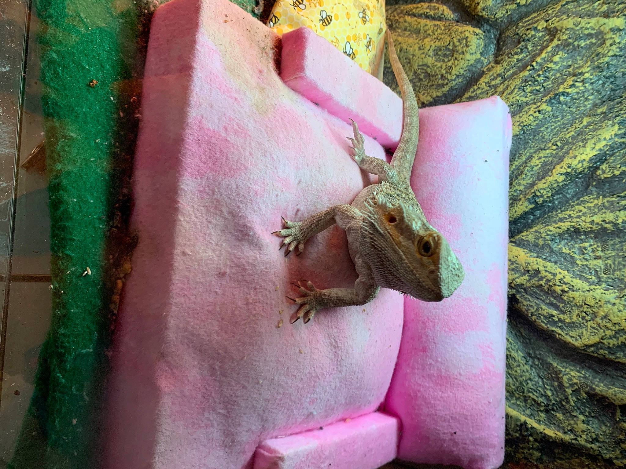 Mr. Bojangles joined the competition — help win amazing prizes! adaptation, amphibian, dragon_lizard, fawn, gecko, gekkonidae, house_gecko, lizard, pink, reptile, scaled_reptile, snout