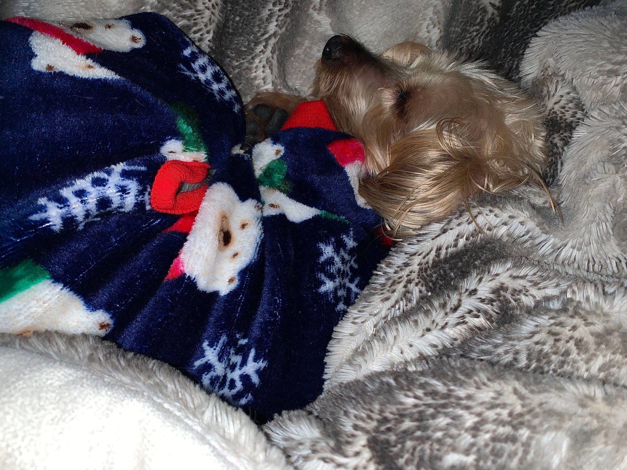 Mr. Bojangles is registered to the contest to win money with this photo: beak, canidae, carnivore, companion_dog, dog, dog_breed, dog_supply, fawn, fur, natural_material, pet_supply, plush, sporting_group, stuffed_toy, toy, vertebrate, working_animal