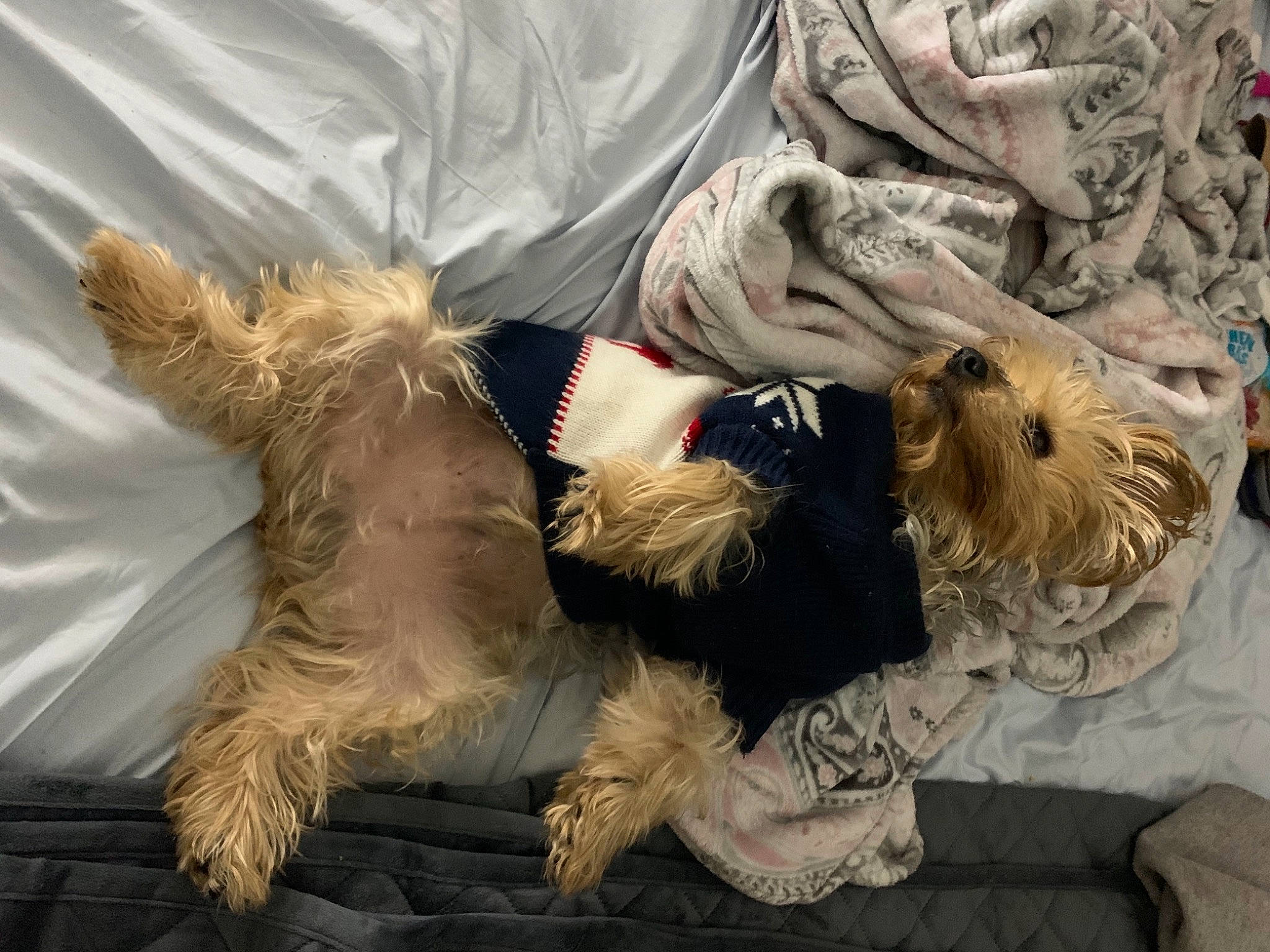 Mr. Bojangles is registered to the contest to win money with this photo: canidae, carnivore, collar, companion_dog, dog, dog_breed, dog_collar, dog_supply, fur, miniature_schnauzer, non_sporting_group, pet_supply, schnauzer, small_terrier, sporting_group, terrier, toy_dog, working_animal, working_dog