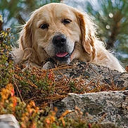 Lilli joined the competition — help win amazing prizes! animal, autumn, canine, close_up, daylight, dog, eyes, foliage, fur, golden_retriever, head, mammal, nature, outdoor, pet, portrait, rocks, snout, tongue_out, wildlife
