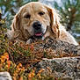 animal, autumn, canine, close_up, daylight, dog, eyes, foliage, fur, golden_retriever, head, mammal, nature, outdoor, pet, portrait, rocks, snout, tongue_out, wildlife