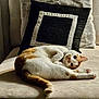 Mylo is registered to the contest to win money with this photo: cat, feline, pet, couch, pillow, indoor, relaxing, stretching, fur, whiskers, tabby, orange, white, cozy, home, comfort, animal, cute, resting, domestic
