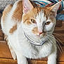Mylo is registered to the contest to win money with this photo: cat, orange_and_white, collar, pet, feline, whiskers, leather, couch, striped_fabric, indoor, relaxed, closeup, animal, mammal, cute, domestic_cat, resting, fur, portrait, home