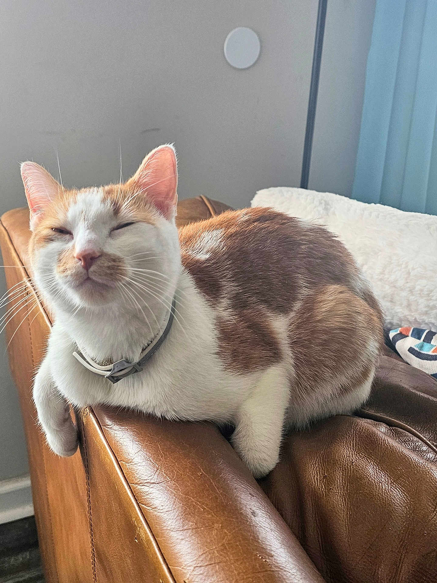 Mylo joined the competition — help win amazing prizes! cat, orange_and_white, feline, pet, leather_couch, indoor, relaxed, resting, fur, whiskers, collar, armrest, cozy, home_interior, soft_light, curtains, blanket, close_up, sleepy, comfortable