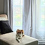cat, orange_and_white, lounging, chaise_lounge, beige, cushion, pillow, black_pillow, white_curtains, sheer_curtains, window, natural_light, indoor, floor, relaxing, pet, feline, calm, cozy, home