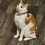 Mylo is registered to the contest to win money with this photo: cat, orange_and_white_cat, pet, indoor, floor, wood_floor, collar, gold_chain, sitting, looking_up, fur, whiskers, ears, animal, domestic_cat, cute, feline, alert, curious, companion