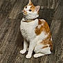 cat, orange_and_white_cat, pet, indoor, floor, wood_floor, collar, gold_chain, sitting, looking_up, fur, whiskers, ears, animal, domestic_cat, cute, feline, alert, curious, companion