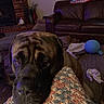 dog, large_dog, wrinkles, blanket, couch, leather_couch, living_room, ball, clothes, carpet, home, pet, indoor, cozy, furniture, animal, close_up, face, brown, resting