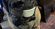 Boofee is registered to the contest to win money with this photo: dog, large_dog, indoor, container, mouth, floor, carpet, furniture, living_room, close_up, pet, animal, canine, brown_fur, black_fur, nose, ears, eyes, standing, household