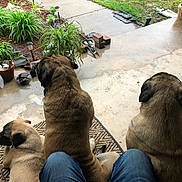 Boofee joined the competition — help win amazing prizes! dog, dogs, porch, plants, potted_plants, garden, rainy, wet_ground, person, legs, blue_jeans, concrete_floor, mat, outdoor, back_view, brown_dog, tan_dog, black_muzzle, nature, relaxing