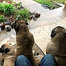 dog, dogs, porch, plants, potted_plants, garden, rainy, wet_ground, person, legs, blue_jeans, concrete_floor, mat, outdoor, back_view, brown_dog, tan_dog, black_muzzle, nature, relaxing