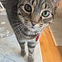 cat, tabby, close_up, whiskers, green_eyes, collar, red_tag, marble_countertop, kitchen, curious, pet, animal, feline, indoor, domestic_cat, standing, fur, ears, face, household