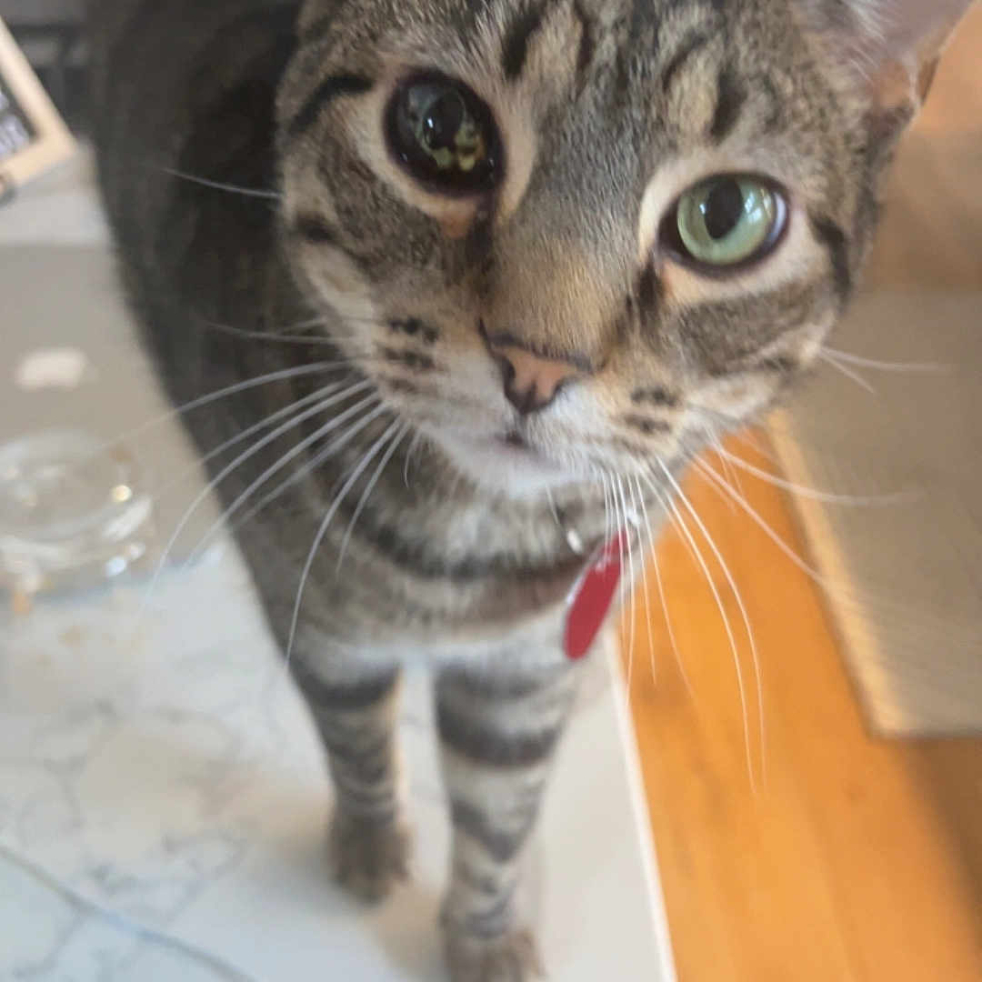 Kit Boy is registered to the contest to win money with this photo: animal, cat, close_up, collar, curious, domestic_cat, ears, face, feline, fur, green_eyes, household, indoor, kitchen, marble_countertop, pet, red_tag, standing, tabby, whiskers