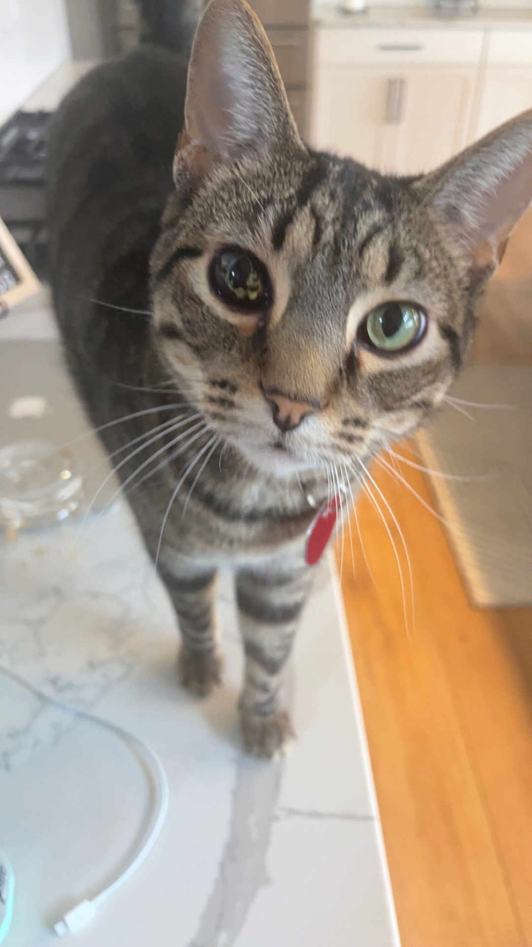 Kit Boy is registered to the contest to win money with this photo: cat, tabby, close_up, whiskers, green_eyes, collar, red_tag, marble_countertop, kitchen, curious, pet, animal, feline, indoor, domestic_cat, standing, fur, ears, face, household