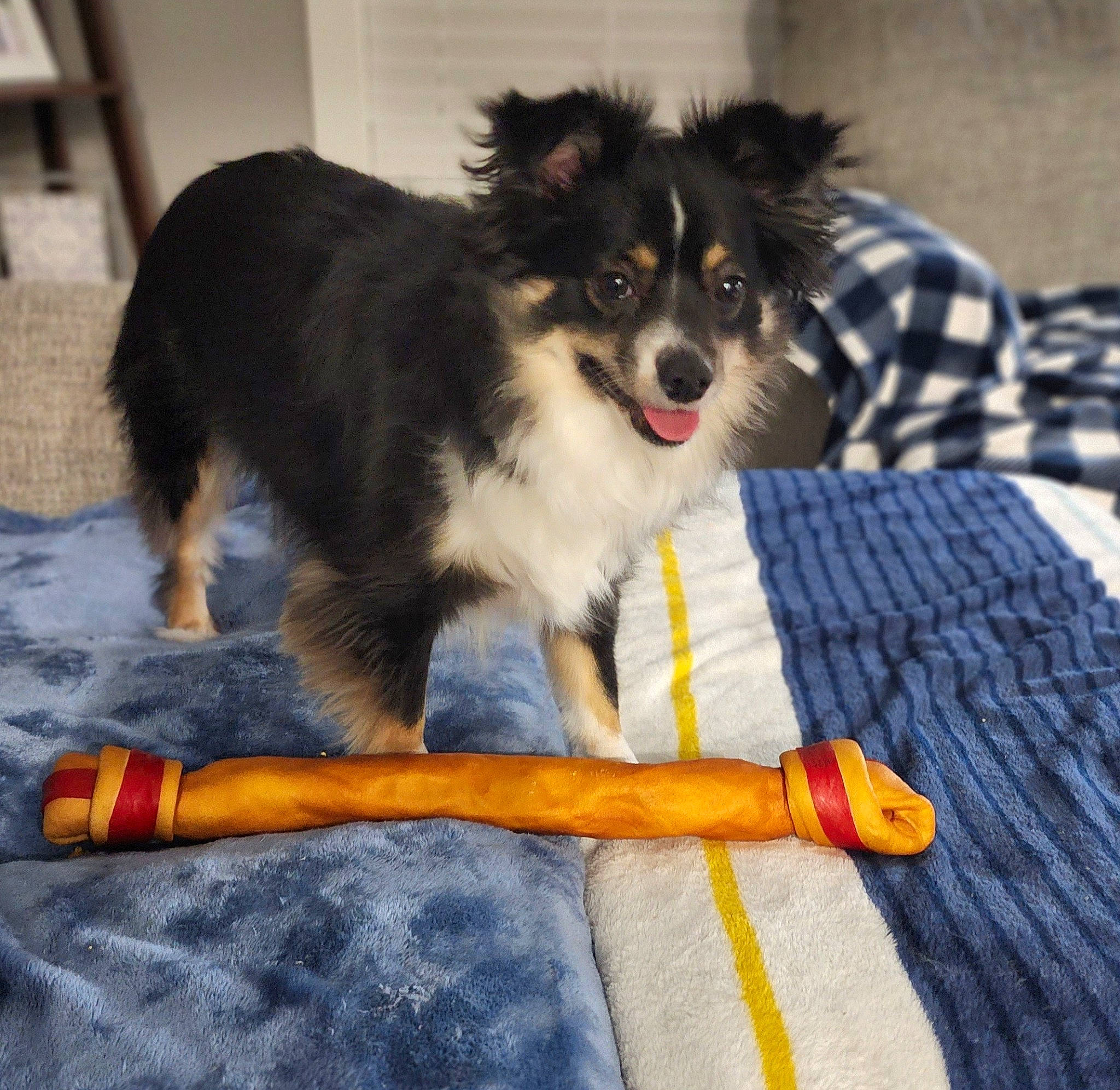 Callie joined the competition — help win amazing prizes! biting, bowl, canidae, carnivore, companion_dog, dog, dog_breed, dog_supply, fur, herding_dog, papillon, pet_supply, puppy, recreation, snout, sporting_group, sports_equipment, toy_dog, working_animal, working_dog