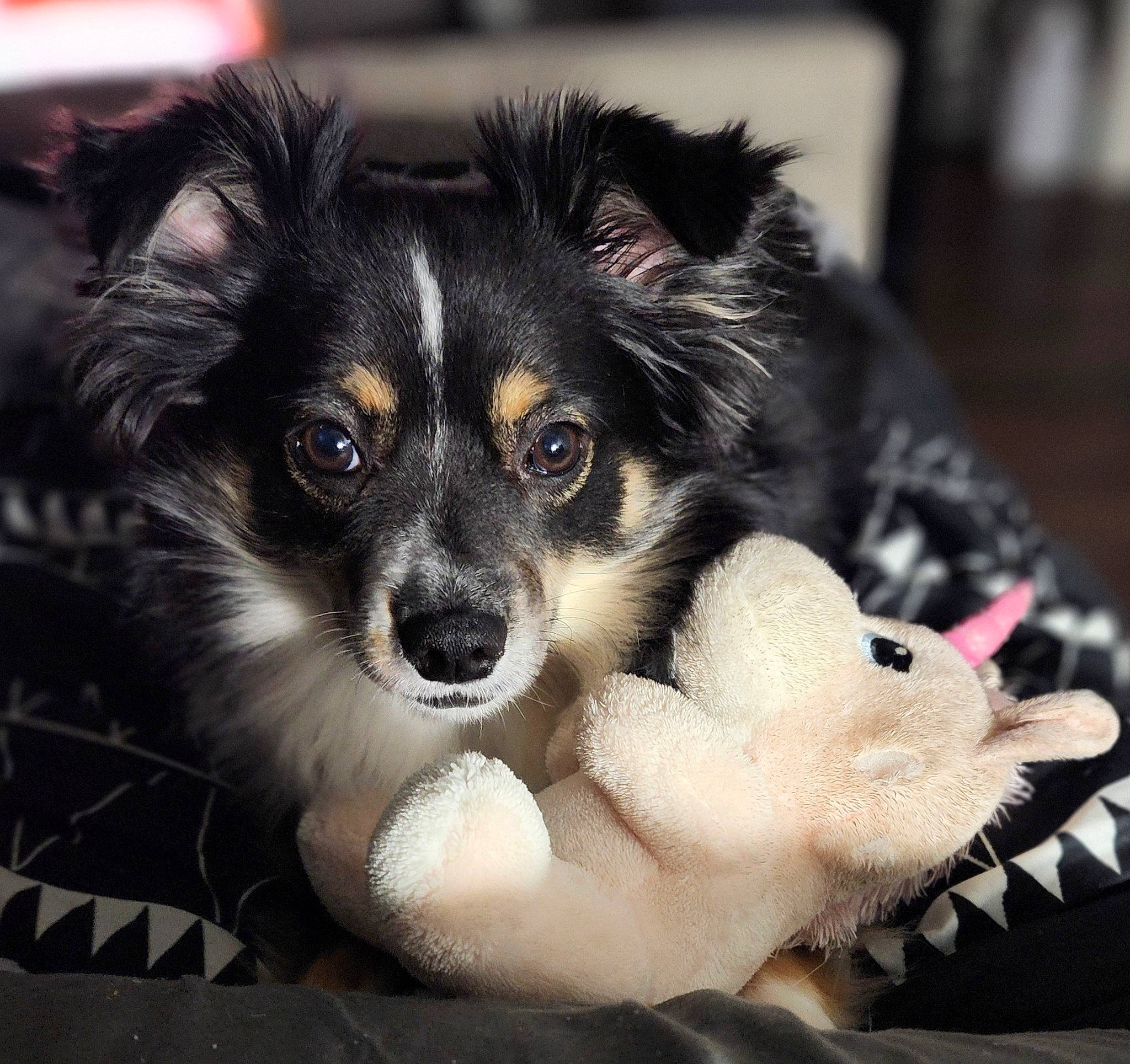 Callie is registered to the contest to win money with this photo: ball, bored, bowl, canidae, carnivore, companion_dog, dog, dog_breed, dog_supply, fur, herding_dog, papillon, paw, puppy, sporting_group, toy_dog, whiskers, working_dog