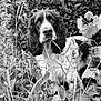 Utopia participe au concours pour gagner de l'argent avec cette photo : animal, black_and_white, bush, canine, close_up, curious, dog, ears, face, flora, fur, garden, grass, leaf, nature, outdoor, pet, plants, portrait, snout