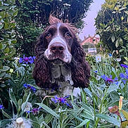 Utopia a rejoint le concours — aidez-le/la à gagner de superbes lots ! bush, canine, closeup, collar, dog, ears, flowers, fur, garden, greenery, house, leafy, nature, outdoor, pet, portrait, purple_flowers, sky, snout, whiskers