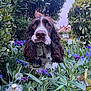 bush, canine, closeup, collar, dog, ears, flowers, fur, garden, greenery, house, leafy, nature, outdoor, pet, portrait, purple_flowers, sky, snout, whiskers