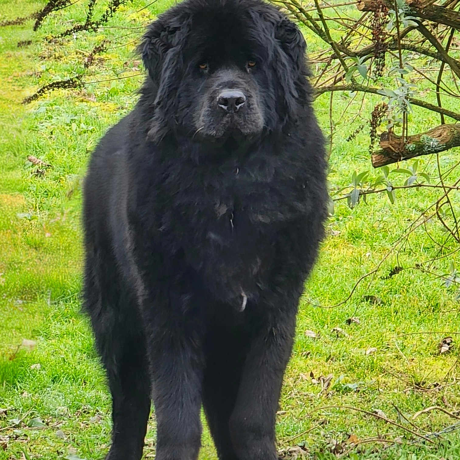 Ninja Buddy a rejoint le concours — aidez-le/la à gagner de superbes lots ! alert, animal, black_dog, canine, dog, field, fluffy, fur, garden, grass, greenery, leafy, mammal, nature, outdoor, pet, portrait, standing, tree_branch, watchful