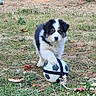 puppy, dog, soccer_ball, grass, outdoor, animal, pet, playful, young, fur, black_and_white, nature, field, toy, cute, canine, small, walking, summer, garden