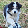 puppy, dog, soccer_ball, grass, outdoor, playful, animal, pet, cute, fluffy, nature, young, fur, black_and_white, paw, toy, field, summer, close_up, adorable