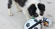 Sam participe au concours pour gagner de l'argent avec cette photo : puppy, dog, black_and_white, toy, soccer_ball, rope, concrete, bottle, playful, pet, animal, young, fur, paw_prints, outdoor, cute, small, white, black, nose