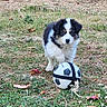 Sam participe au concours pour gagner de l'argent avec cette photo : puppy, dog, grass, soccer_ball, outdoor, animal, pet, young_dog, black_and_white, curious, nature, playful, fur, paw, field, toy, leaf, ground, cute, small