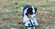 Sam a rejoint le concours — aidez-le/la à gagner de superbes lots ! active, animal, black_and_white, cute, daylight, dog, field, fur, grass, nature, outdoor, paw, pet, playing, puppy, small, soccer_ball, summer, toy, young