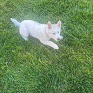 Wolfy joined the competition — help win amazing prizes! puppy, dog, white_dog, grass, outdoors, lawn, lying_down, playful, animal, pet, canine, fluffy, pointed_ears, blue_eyes, pink_nose, tail, greenery, garden, sunlight, portrait