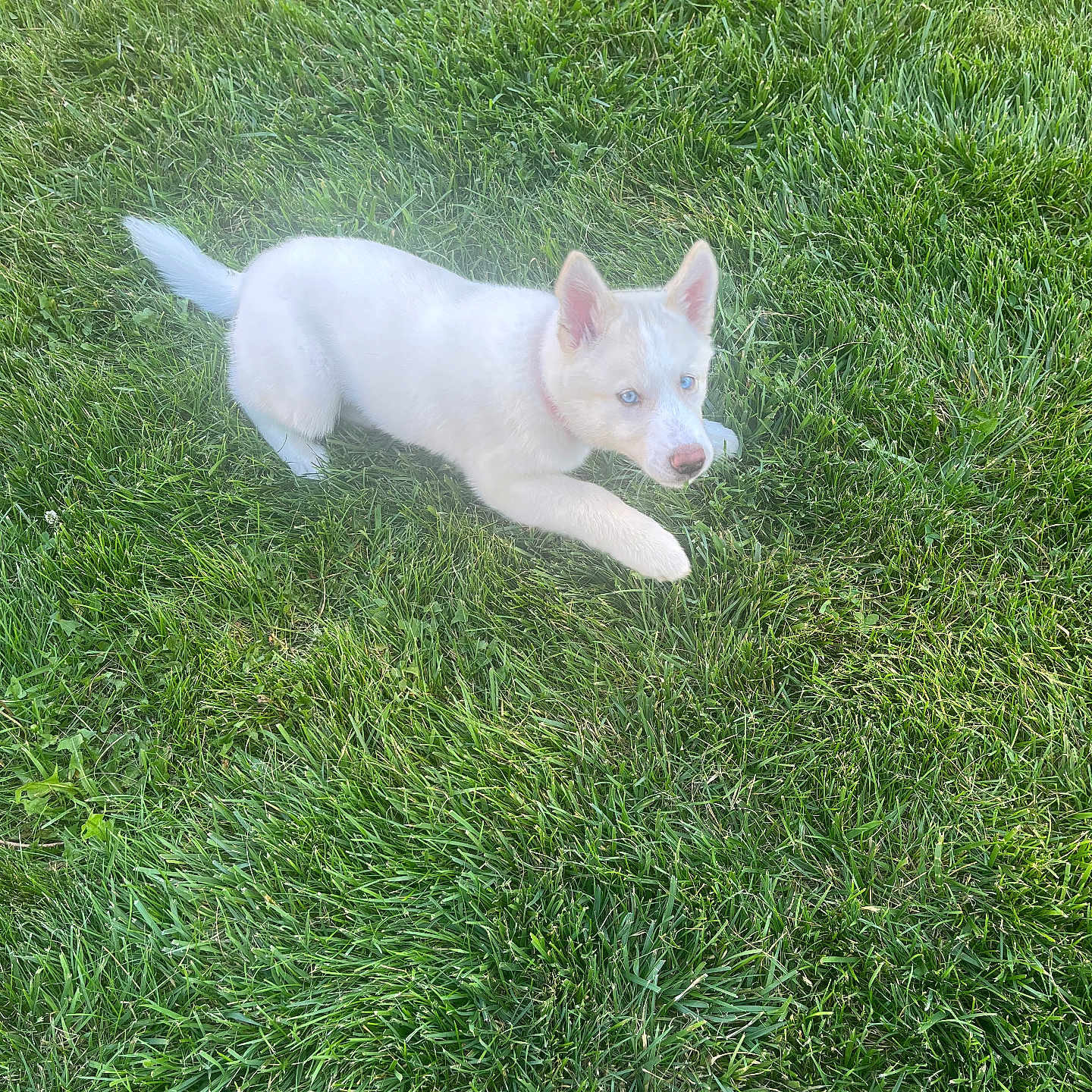 Wolfy joined the competition — help win amazing prizes! puppy, dog, white_dog, grass, outdoors, lawn, lying_down, playful, animal, pet, canine, fluffy, pointed_ears, blue_eyes, pink_nose, tail, greenery, garden, sunlight, portrait