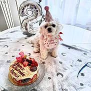 Vanille a rejoint le concours — aidez-le/la à gagner de superbes lots ! balloon, berries, birthday, birthday_cake, birthday_hat, blanket, candle, celebration, cute, decorations, dog, fruit, glasses, indoor, party, pet, pink, small_dog, table, white_dog