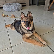 Skye a rejoint le concours — aidez-le/la à gagner de superbes lots ! dog, puppy, canine, blue_eyes, fluffy, lying_down, happy, smiling, open_mouth, pointed_ears, black_and_tan, collar, indoor, kitchen, tile_floor, dog_bed, rope_toy, cabinet, pet, portrait