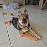 dog, puppy, canine, blue_eyes, fluffy, lying_down, happy, smiling, open_mouth, pointed_ears, black_and_tan, collar, indoor, kitchen, tile_floor, dog_bed, rope_toy, cabinet, pet, portrait