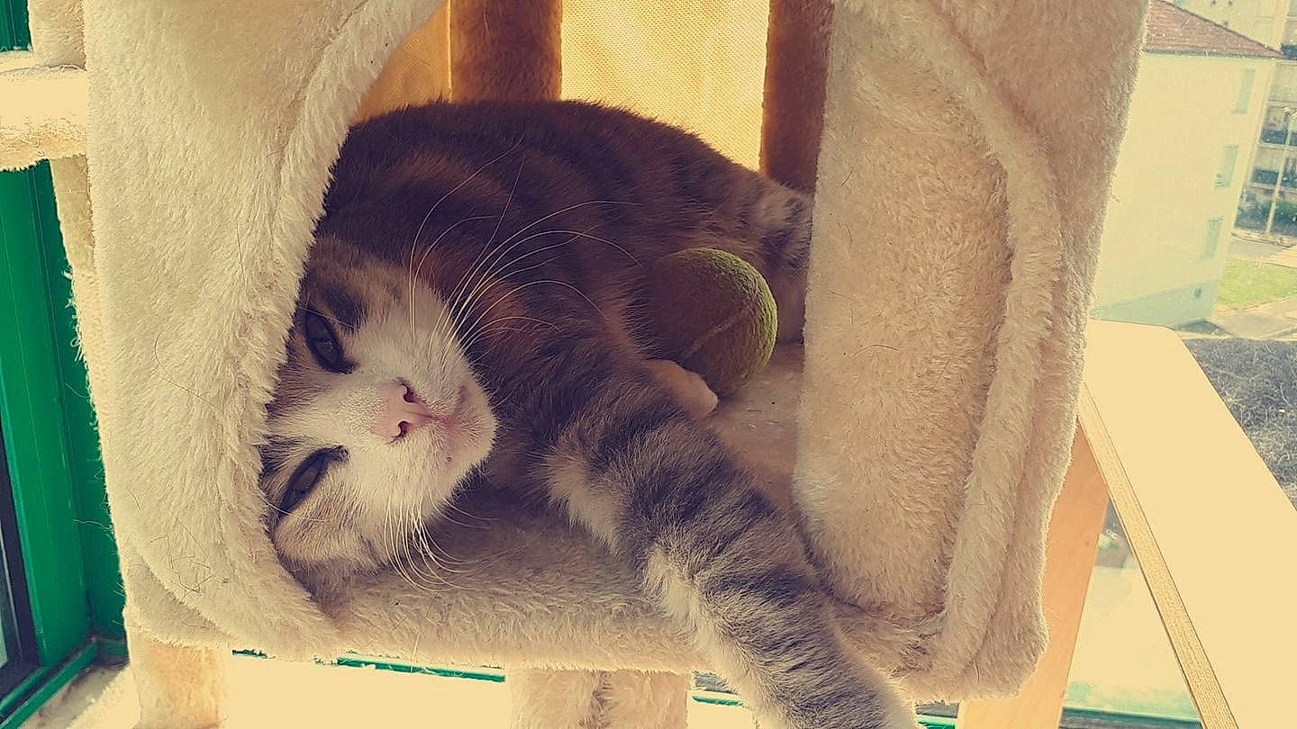 Nini participe au concours pour gagner de l'argent avec cette photo : asian, carnivore, cat, claw, domestic_short_haired_cat, ear, european_shorthair, eye, felidae, fur, kitten, nap, nose, paw, polydactyl_cat, skin, small_to_medium_sized_cats, snout, tail, whiskers