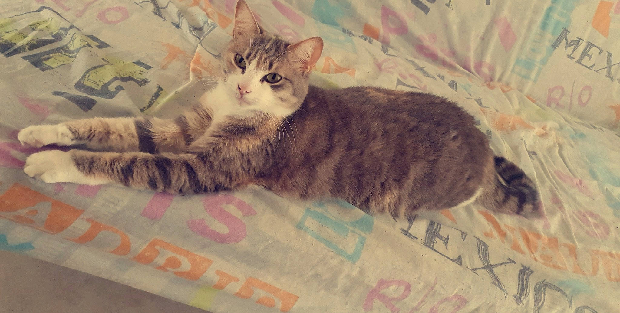 Nini a rejoint le concours — aidez-le/la à gagner de superbes lots ! asian, australian_mist, british_semi_longhair, carnivore, cat, cymric, domestic_short_haired_cat, dragon_li, european_shorthair, felidae, kitten, maine_coon, mammal, norwegian_forest_cat, siberian, small_to_medium_sized_cats, tabby_cat, tail, whiskers, wild_cat