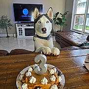 Jagr joined the competition — help win amazing prizes! dog, husky, birthday_cake, number_candle, table, living_room, television, plant, window, natural_light, wooden_table, pet, cake, paw, collar, indoor, celebration, curious, blue_eyes, furniture