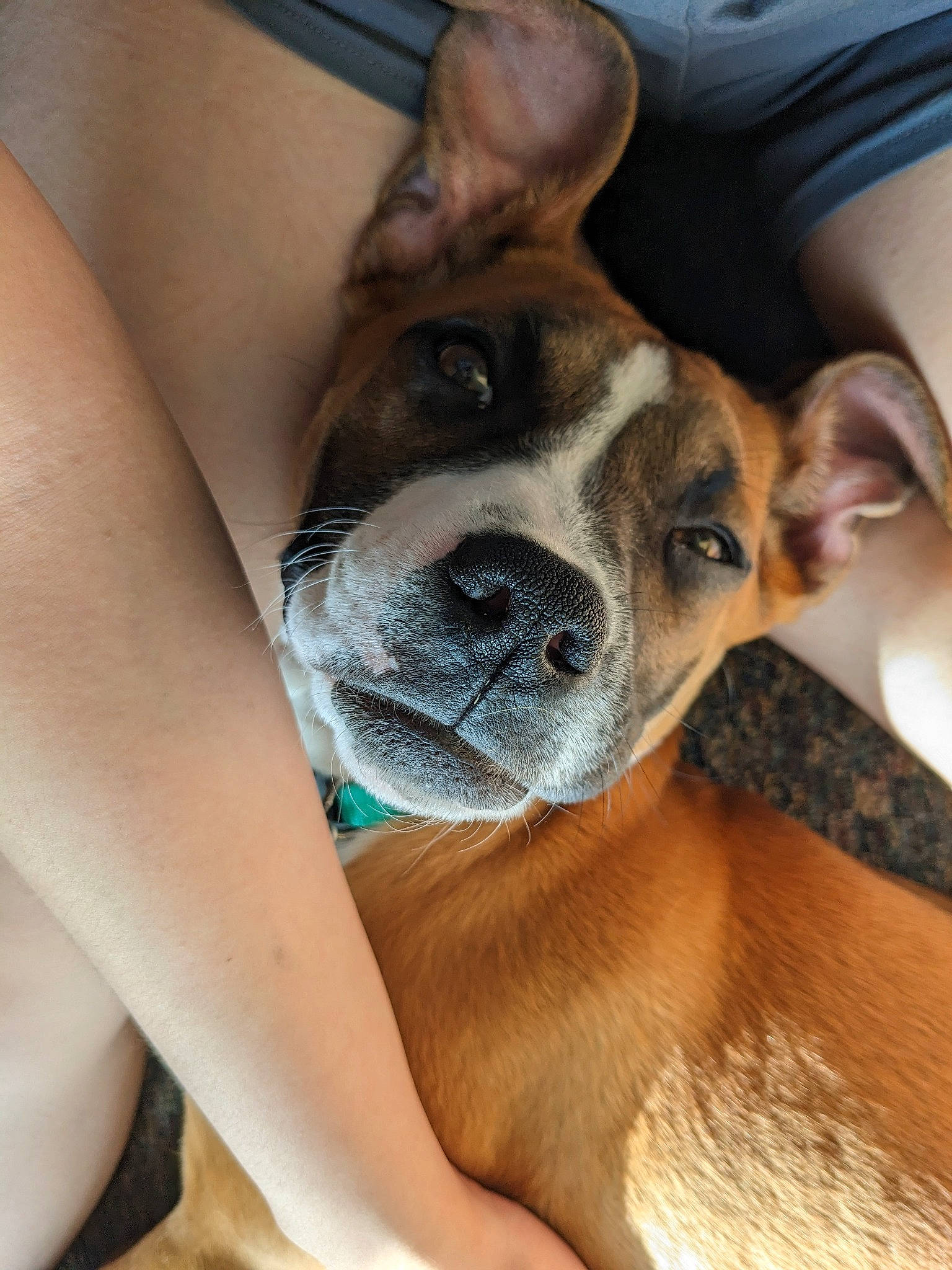 Indie is registered to the contest to win money with this photo: carnivore, comfort, companion_dog, dog, dog_breed, ear, elbow, fawn, foot, fur, hardwood, human_leg, leg, snout, sporting_group, terrestrial_animal, thigh, whiskers, working_animal, working_dog