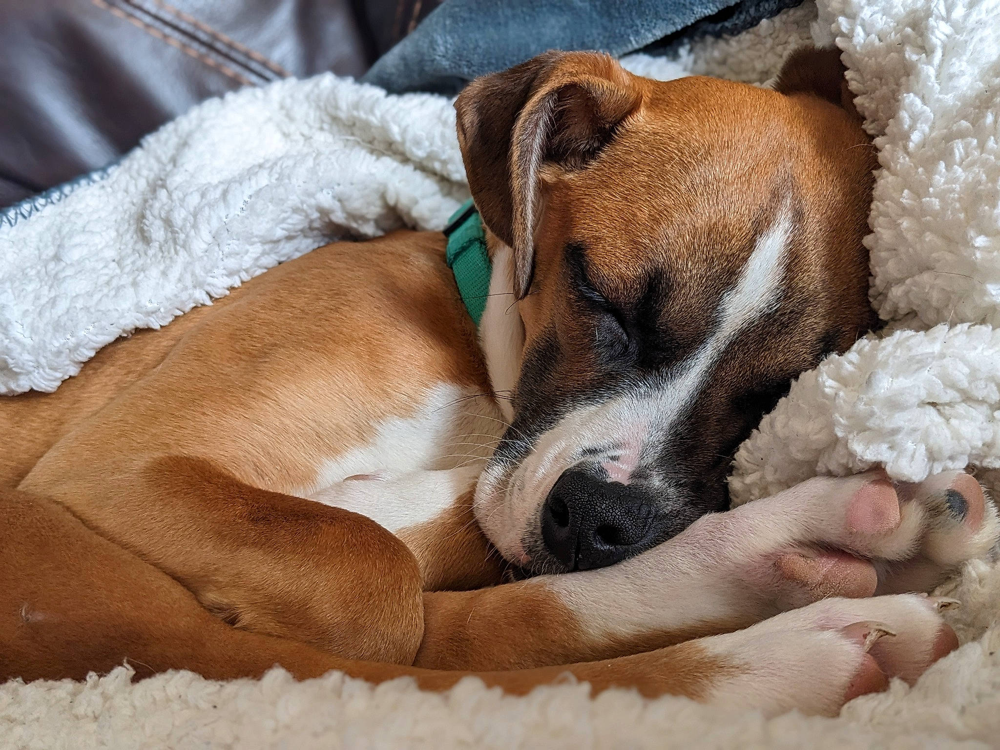 Indie is registered to the contest to win money with this photo: bored, canidae, carnivore, collar, comfort, companion_dog, dog, dog_breed, dog_supply, fawn, fur, nap, paw, puppy, puppy_love, sleep, snout, sporting_group, whiskers, working_animal