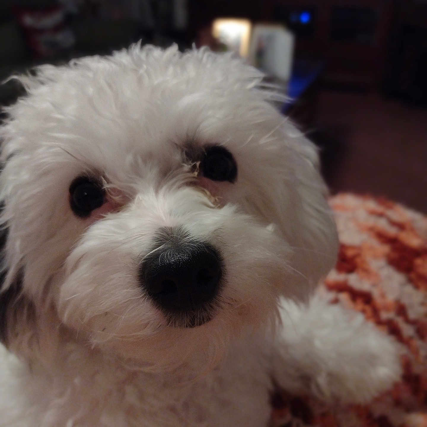 Molly Moo joined the competition — help win amazing prizes! animal, black_nose, blanket, close_up, companion, cozy, curious, cute, cute_pet, dog, domestic, fluffy, furry, indoor, living_room, pet, portrait, small_dog, soft_fur, white_fur