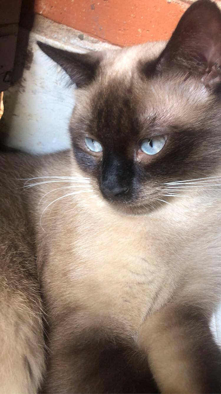 Antarès participe au concours pour gagner de l'argent avec cette photo : carnivore, cat, fawn, felidae, fur, iris, siamese, small_to_medium_sized_cats, snout, terrestrial_animal, whiskers